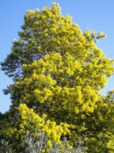 Questa immagine ritrae un albero di mimosa in fiore, circondato da una densa vegetazione Il profumo delle delicate e dolci mimose è talmente intenso da riempire laria di una fragranza inebriante