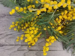Un bouquet di fiori di mimose e margherita, profumati e freschi, che ricordano la vegetazione e la natura nel suo stato più puro