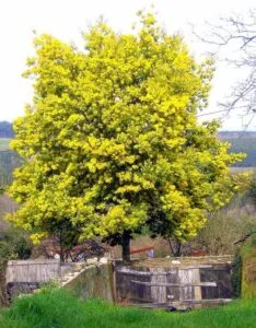Questo bellissimo cespuglio di mimosa è unoasi di bellezza, con la sua vegetazione verde e i suoi fiori gialli che emanano un profumo intenso È anche un paradiso per gli animali, come gli uccelli che si posano sui rami e i pesci che nuotano nellacqua sottostante FishPianta è la natura al suo meglio!