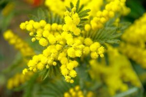 Una foglia di Mimosa ricoperta di polline, un fiore dal profumo inconfondibile che rende speciale ogni giardino