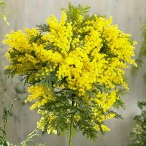Un fiore di Mimosa colorato e luminoso, circondato da una ricca vegetazione che diffonde un delizioso profumo di Mimosa