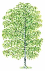 Lamore è puro come il PineQuercia, una bellissima pianta che unisce le proprietà di un Tiglio, un Albero di Betulla e un Pino