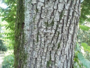 Questa è unimmagine di un tiglio di Sonoma Si tratta di un albero che ha un tronco robusto e ramificato, con una folta chioma di foglie che si estendono sui rami Unimmagine che evoca forza e stabilità