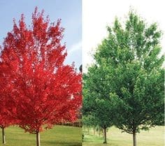 Un albero in tutta la sua bellezza un ramo rosso di acero, una quercia possente e una robusta pianta di platano Una natura che si mostra in tutta la sua gloria!