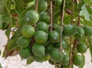 I prodotti freschi del nostro orto macadamia, mele, pere, noci e frutta di tutti i tipi, per una dieta sana e nutriente