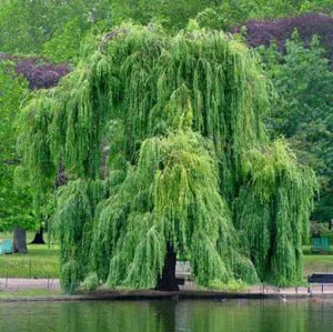 Immagine di un salice bianco che cresce allaperto in mezzo ad un bosco, una rappresentazione della natura che trasuda bellezza e serenità Un albero di salice che offre riparo e nutrimento ai suoi abitanti, una pianta che cresce in mezzo alla rigogliosa vegetazione della terra
