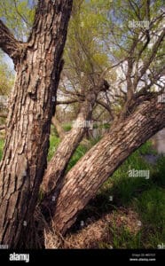 Questa immagine mostra un albero di salice nero, con le sue foglie verde scuro, il tronco scuro e robusto e le radici che affondano nel terreno Lalbero di salice nero rappresenta la forza della natura e la bellezza della vita