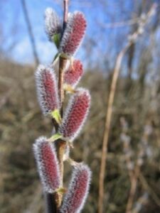 Limmagine mostra un salice rosso SunBud che fiorisce in un bellissimo prato allaperto, circondato da natura Il meteo è variabile, con ghiaccio, neve e sole che danno vita a una scena che ci ricorda che la vita è bella