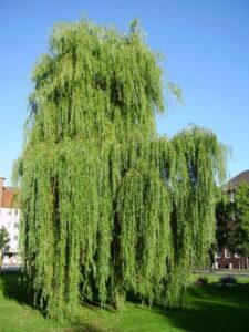 Questa immagine mostra un albero di salice tristeggiante, circondato da una ricca vegetazione