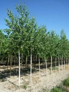 Limmagine mostra una betulla pendula in un boschetto selvaggio allaperto, circondata da altre piante della natura Un bellissimo albero di betulla che cresce allinterno di una rigogliosa vegetazione, per unesperienza di natura selvaggia