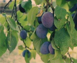 Questa fotografia mostra un albero di susino selvatico che produce una grande varietà di frutti di bosco, tra cui fragole, prugne, mele, pere, mirtilli e bacche Una deliziosa gamma di cibi sani e naturali, la frutta del susino selvatico è una ricca fonte di vitamine che contribuisce a rendere la nostra dieta più sana
