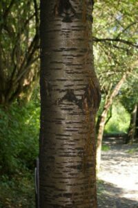 Un ciliegio selvatico in tutto il suo splendore, con le sue foglie di un verde intenso, il tronco massiccio che si erge su un terreno ricco di vegetazione Una scena che ci ricorda la bellezza della natura allaperto, nel bosco