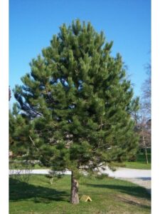Questa immagine mostra una bellissima pianta di pino nero, una conifera che fa parte della famiglia degli abeti La vegetazione che circonda lalbero crea un paesaggio incantevole, dando limpressione di una natura viva e rigogliosa
