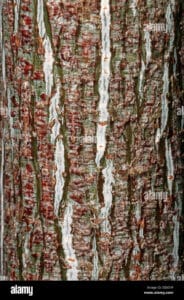 Immagine di una scala a serpente che si arrampica su un tronco dalbero con una pianta e una roccia nel suo contesto naturale Unavventura inizia, sfrutta il meglio della natura per raggiungere nuovi orizzonti