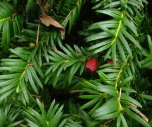 Un albero di Pino, un simbolo di forza e resistenza come un cippo, che rappresenta la grandiosità e la bellezza della natura Un esempio di pianta conifera che ci ricorda quanto sia importante la salvaguardia e la cura del nostro ambiente