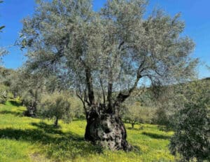Questa antica foto di un olivo ci ricorda limportanza della natura e delle sue aree verdi La vegetazione, il bosco e il tronco di questo albero simboleggiano la forza della terra e limportanza di preservare la natura