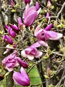 Un albero di magnolia con un GreenFiore unico e magnifico, composto da petali e boccioli di vari colori rosa, viola, orchidea e verde Una splendida vegetazione da ammirare!