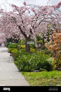 Unimmagine idilliaca e suggestiva di un parco allaperto popolato da alberi di Yoshino ciliegio in piena fioritura Una meravigliosa scena naturale di un giardino ricco di fiori, erba e piante Una foto che racchiude bellezza e serenità