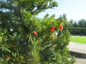 Una foto di un albero canadese PineConifera, una pianta simbolo della natura Un pino dalle caratteristiche foglie intrecciate, conosciuto anche come Tasso, che cresce forte e rigoglioso Una scena di bellezza che ci ricorda limportanza di preservare la natura