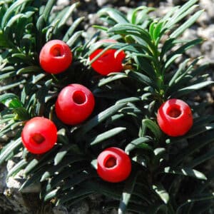 Un tasso, una conifera maestosa e simbolo di natura, che cresce come un albero forte e resistente, nella sua bellezza e grandezza