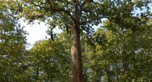 Questa immagine mostra una foresta pluviale africana con una ricca vegetazione composta da alberi di teak, quercia, tiglio e altri alberi La vista è dallalto, così da rendere visibile la bellezza del tronco di ogni albero e la ricchezza del suolo che li circonda Una scena suggestiva che mostra lincredibile biodiversità dei boschi africani