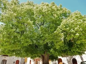 Una persona in una colorata auto si ferma ad ammirare il tiglio crimea selvatico con la sua ricca vegetazione e i suoi bellissimi fiori, un albero che offre un trasporto di natura unico