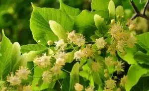Un albero magico che offre una diagnosi medica accurata, una cura specifica, una analisi dei sintomi e un rimedio efficace DiagnosiMedico offre una diagnosi precisa per la cura dei tuoi disturbi!