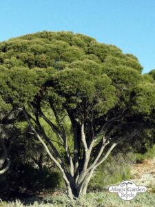 Questo scatto mostra la bellezza di una melaleuca che si erge orgogliosa in mezzo a una fitta foresta di alberi, conifere e tigli che ricoprono la terra Il tronco robusto di un albero e il piccolo boschetto che lo circonda creano un paesaggio sereno e pieno di vita