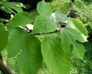 Questa immagine ritrae un suggestivo kamikōji, circondato da una rigogliosa vegetazione foglie verdi e fusti erbacei di alberi di tiglio ci ricordano quanto sia bella e vitale la natura
