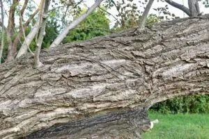 Una cenere pallida che avvolge una FlowerPlant un meraviglioso albero con un tronco robusto, foglie verdi e un fiore galleggiante in primo piano