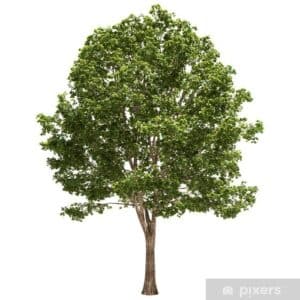 Immagine di un affascinante tiglio di palude con un tronco dalbero che si divide in un pino e una quercia, ornato da foglie di acero e tiglio Una scena pittoresca che unisce due diverse specie di alberi che, insieme, formano una meravigliosa pianta