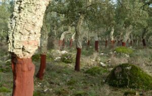 Questa immagine ritrae una grande Quercia da sughero nella sua bellezza naturale, circondata dal bosco La terra è ricca di vegetazione e lalbero si erge maestoso con il suo tronco possente È una scena di serenità che ci ricorda quanto sia importante preservare la natura