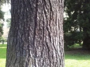 Unimmagine che ritrae un poderoso tronco di Cedro dellHimalaya, una maestosa pianta che si erge come un albero in tutta la sua imponenza