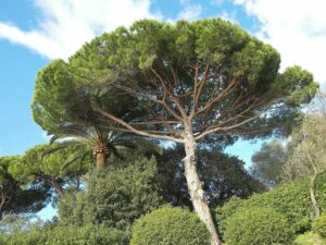 Un tronco di pino aleppo orientale che cresce allaperto, circondato da una vegetazione di conifere in un bosco incontaminato Una scena di pura bellezza!
