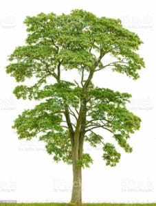 Questa foto mostra un gruppo di alberi, tra cui un acero norvegese, un pino, una quercia, un tiglio e una pianta, con i loro tronchi che si stagliano nel cielo I colori ricchi, la varietà di alberi e le linee del tronco sono un bellissimo spettacolo per gli occhi