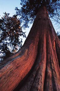Questa immagine mostra un tronco dalbero di Cedro Virginia in una foresta di Sequoie allaperto, circondato dalla ricca vegetazione e dalle grandi alberature della natura Un invito a godere della bellezza della foresta e della natura