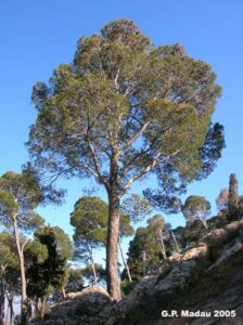 Questa fotografia mostra una vista dinsieme di un magnifico bosco di Pinus halepensis, meglio noto come pino aleppo orientale Il tronco di un albero si erge al centro dellimmagine tra la fitta vegetazione e il terreno ricoperto di aghi di pino, creando un suggestivo boschetto che si estende fino a raggiungere la maestosa foresta pluviale Unimmagine unica in grado di catturare la bellezza di un paesaggio naturale