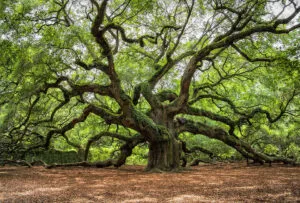 Una foto che ritrae la bellezza della Natura allaperto un albero di Quercia dal tronco ricco di vegetazione, che svetta tra gli altri alberi di un bellissimo bosco