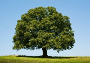 Un albero di quercia, una pianta di tiglio e un tronco di querciolo la natura offre una varietà di alberi e piante che ci circondano
