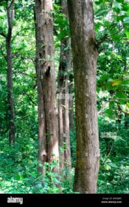 Un tronco dalbero di teak africano in mezzo alla natura la terra ricoperta da una ricca vegetazione che si estende fino ai confini della foresta pluviale, unaltra meraviglia della natura che ci circonda
