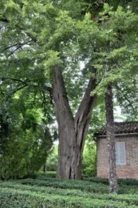 Un albero di tiglio kurili in un bosco di conifere, una visione di natura allaperto Un albero con un tronco possente ed una ricca vegetazione sviluppata intorno Una pianta dal fascino ancestrale che ben si inserisce nella cornice di una natura incontaminata