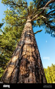 Un pino giallo, unimponente sequoia, un albero che si erge verso il cielo, il tronco robusto che regge la vegetazione unimmagine che rappresenta la forza e la bellezza della natura