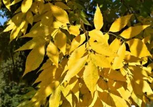 Questa immagine mostra un albero con una foglia dorata su un tronco e una vegetazione colorata che lo circonda La foglia doro rappresenta la vita, la freschezza della natura e la bellezza della pianta