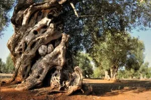 Un ulivo selvatico con la sua robusta corteccia che ricopre un tronco di albero dalle caratteristiche venature di legno, creando una sensazione di natura incontaminata