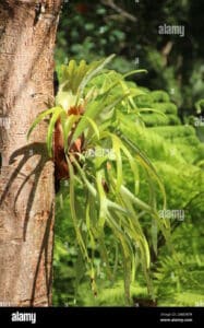 Questa immagine ritrae una vista spettacolare della foresta pluviale, con un albero tiglio Staghorn che si erge imponente Il tronco nudo dellalbero è circondato da una ricca vegetazione, tra cui felci e altre piante Una scena di pace e serenità, che ci ricorda come la terra sia un luogo ricco di vita e di meraviglia, anche allaperto