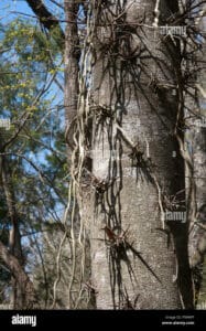 Questa immagine mostra leleganza di un albero pregiato La sua vegetazione abbraccia il tronco, una pianta solida e imponente che si erge alta nel cielo Uno spettacolo unico che regala una sensazione di pace e libertà