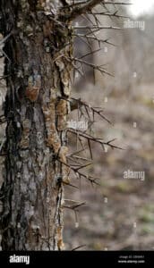Questo albero pregiato è una pianta dalle robuste radici, dal tronco resistente e dai rami possenti