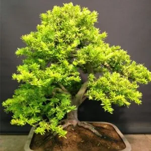 Questa immagine ritrae una tuia giapponese bonsai, un albero conifero, in un vaso Una pianta di grande bellezza e spiritualità, che rappresenta larmonia tra la natura selvaggia e la domestica