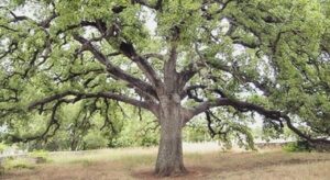 Immagine di un bosco di WoodsQuercia un albero di quercia vallonea con le sue radici ben salde al terreno, al suo fianco un faggio con un tronco forte e solido La vegetazione che li circonda offre una cornice di pace e armonia allaperto