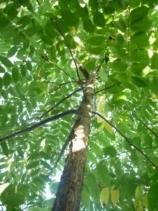 Unimmagine che rappresenta una magica foresta americana, con un enorme noce al centro La sua chioma verdeggiante si estende allinfinito, con foglie che catturano i raggi del sole Il tronco possente invita allesplorazione, mentre una ricca vegetazione e la terra ricca sotto i nostri piedi ci ricordano quanto sia preziosa la foresta Una macchia di luce tra gli alberi ci invita ad addentrarci in questa magica foresta